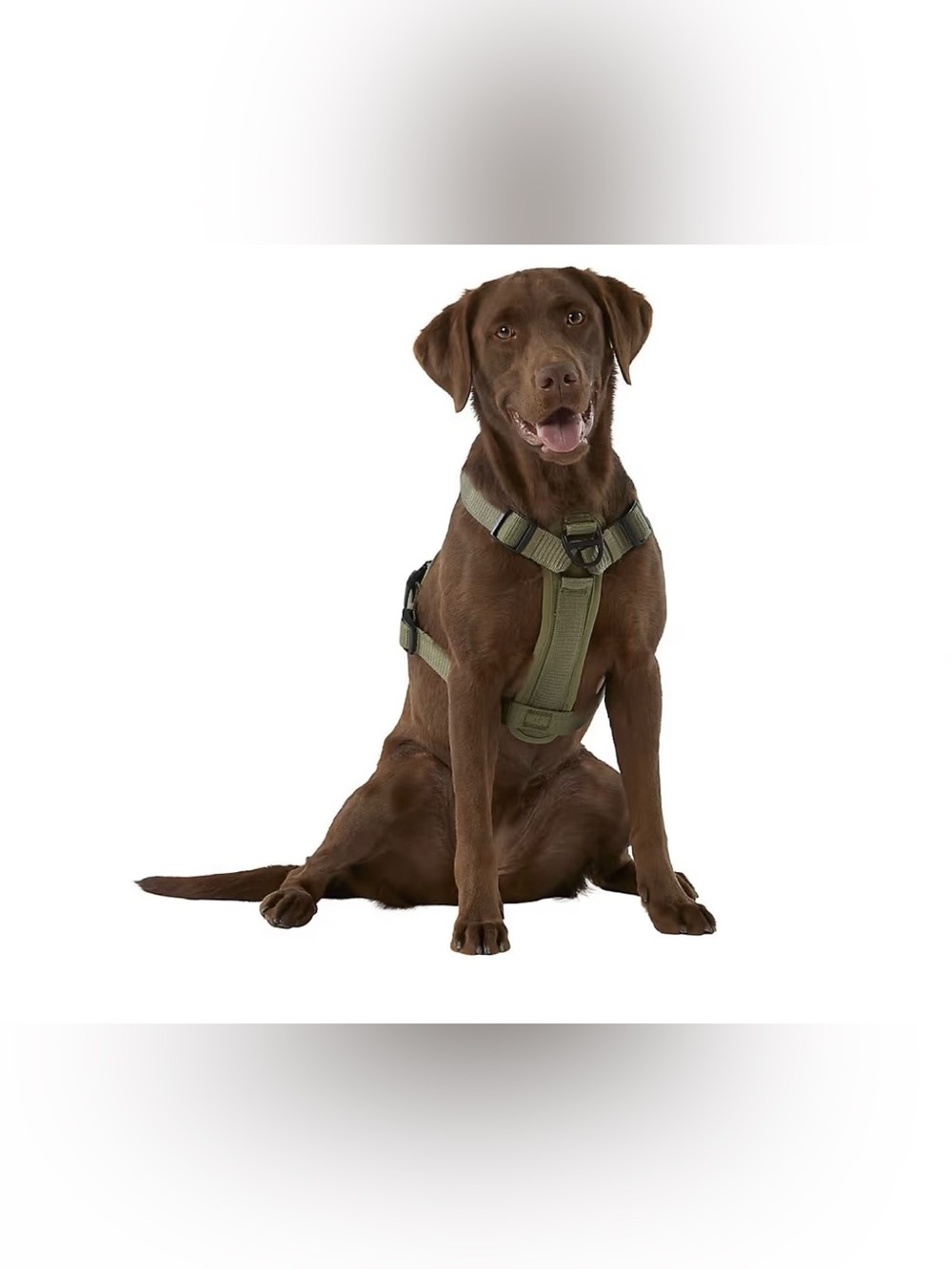 Dog Harness (M)